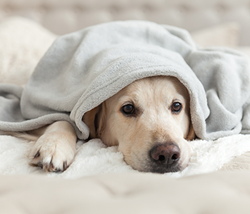 pourquoi mon chien est stressé